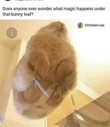 under the bunny loaf