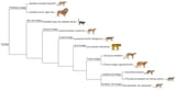 Felidae_phylogeny_(eng)