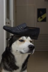 oldfag husky