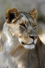 drooling-lioness-384215