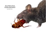 Rats-eating-cockroaches