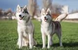 Real dogs not deformed