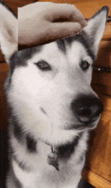 husky-dog