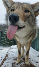 coyote blep