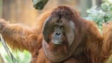 takai-orangutan