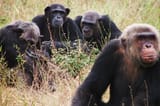science-take-chimps-superJumbo-v2