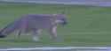 fox_thumb.jpg