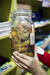 2B77412C00000578-3202833-This_photo_gives_a_clear_look_at_the_baby_Orangutan_curled_up_in-a-2_1439939602998