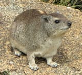 Yellow-spotted_Rock_Hyrax