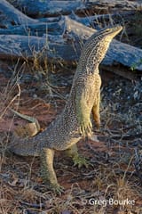 lizard_standing