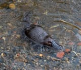 platypus (2)