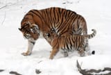 Panthera_tigris_altaica_13_-_Buffalo_Zoo