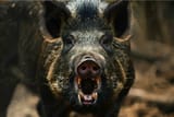 boar teeth