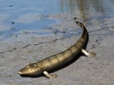 Tiktaalik_NT_small