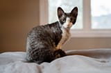 Devon-Rex-cat-with-a-wavy-coat-looks-at-the-camera-with-a-window-in-the-background_Heather-Raithby-Doyle-Shutterstock-scaled