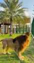 lion_ball_play_thumb.jpg