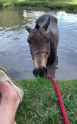 waterhors_thumb.jpg