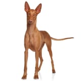 Pharaoh-Hound
