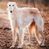 Borzoi1