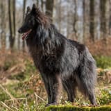 Belgian Shepherd Dog Groenendael1