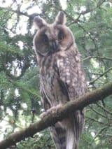 owl1