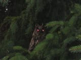 owl2
