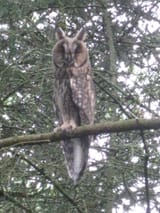 owl3