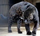 pumapard