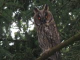 owl5