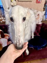 looooong snoot