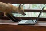 fox computer