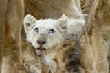 White_Lion_Ngala_2019
