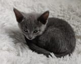 finnegan