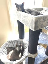 cattreerecent