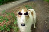 cool-dog-borzoi-sun-glasses-95378383