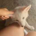 fox ear squeeze_thumb.jpg