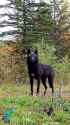 black_wolf_thumb.jpg
