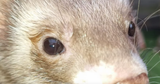 ferret