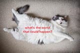 cat belly