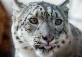 snep_blep