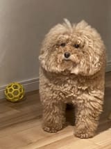 awoofus