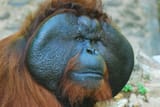 beautiful big man