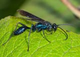 Blue Mud Dauber