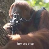 hey bro stop