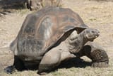 til-galapagos-tortoises-have-been-known-to-kill-the-finches-v0-yawq-nUFm4UpdpBkqjrFtQlR6DHlAxKW455jx_nUNjQ
