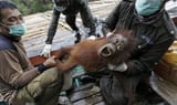 orangutan lil nig caught on a roof and screaming