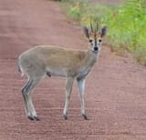 duiker