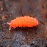 0010_ORANGESPRINGTAIL