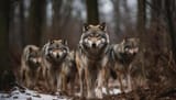 gray-wolf-walking-in-snow-looking-at-camera-with-focus-generated-by-ai-free-photo