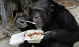 chimp takeout